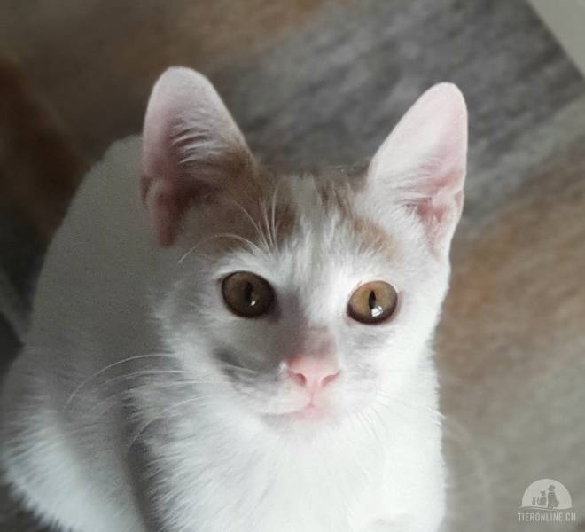 Katzen Ausland