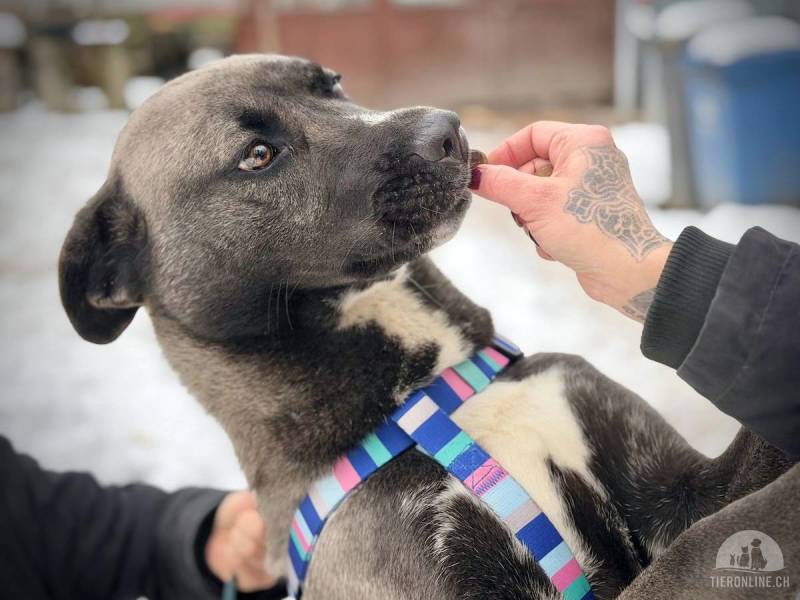 Alva – mutige, neugierige Akita-Mix-Hündin, ein Kraftpaket voller Lebensfreude