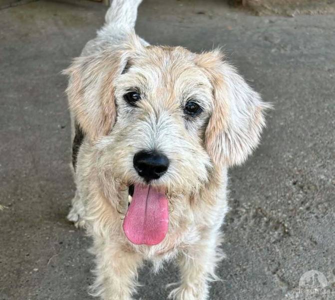 Bodza – liebenswerte Foxterrier-Seniorin, tapfer trotz gesundheitlicher Baustellen