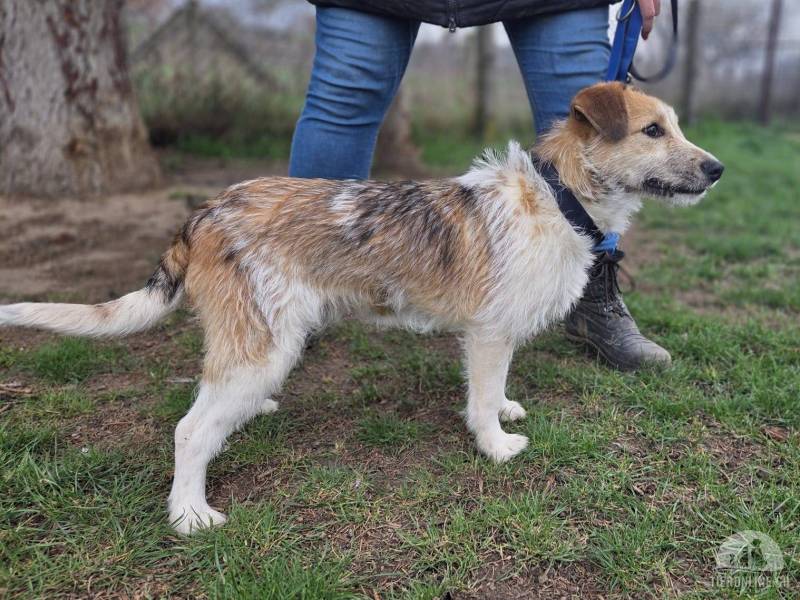 Hunde Ausland