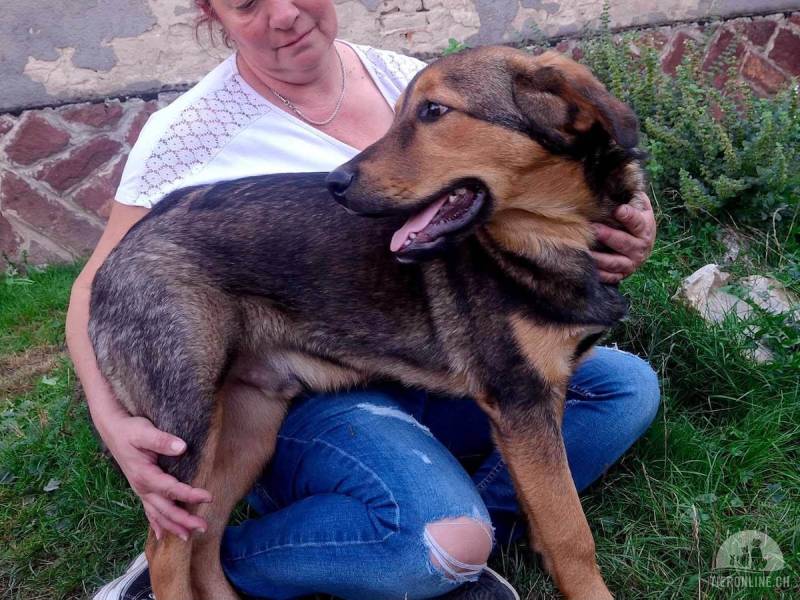 Hunde Ausland