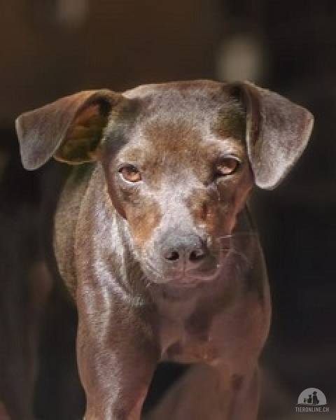 Hunde Ausland
