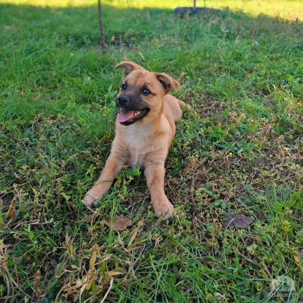 Hunde Ausland