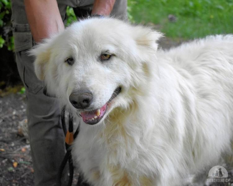 Hunde Ausland