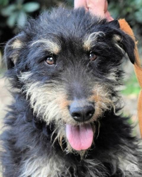 Hunde Ausland