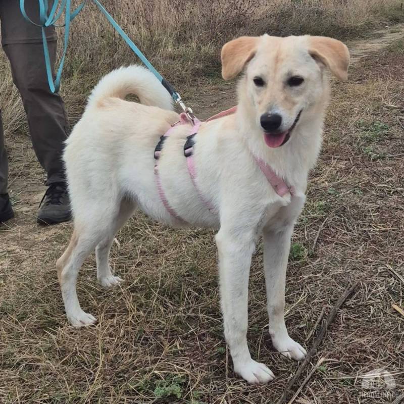 Marla - Sonnenschein auf 4 Pfoten sucht ihr Zuhause
