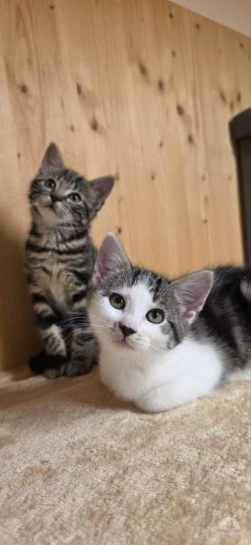 Katzen Schweiz