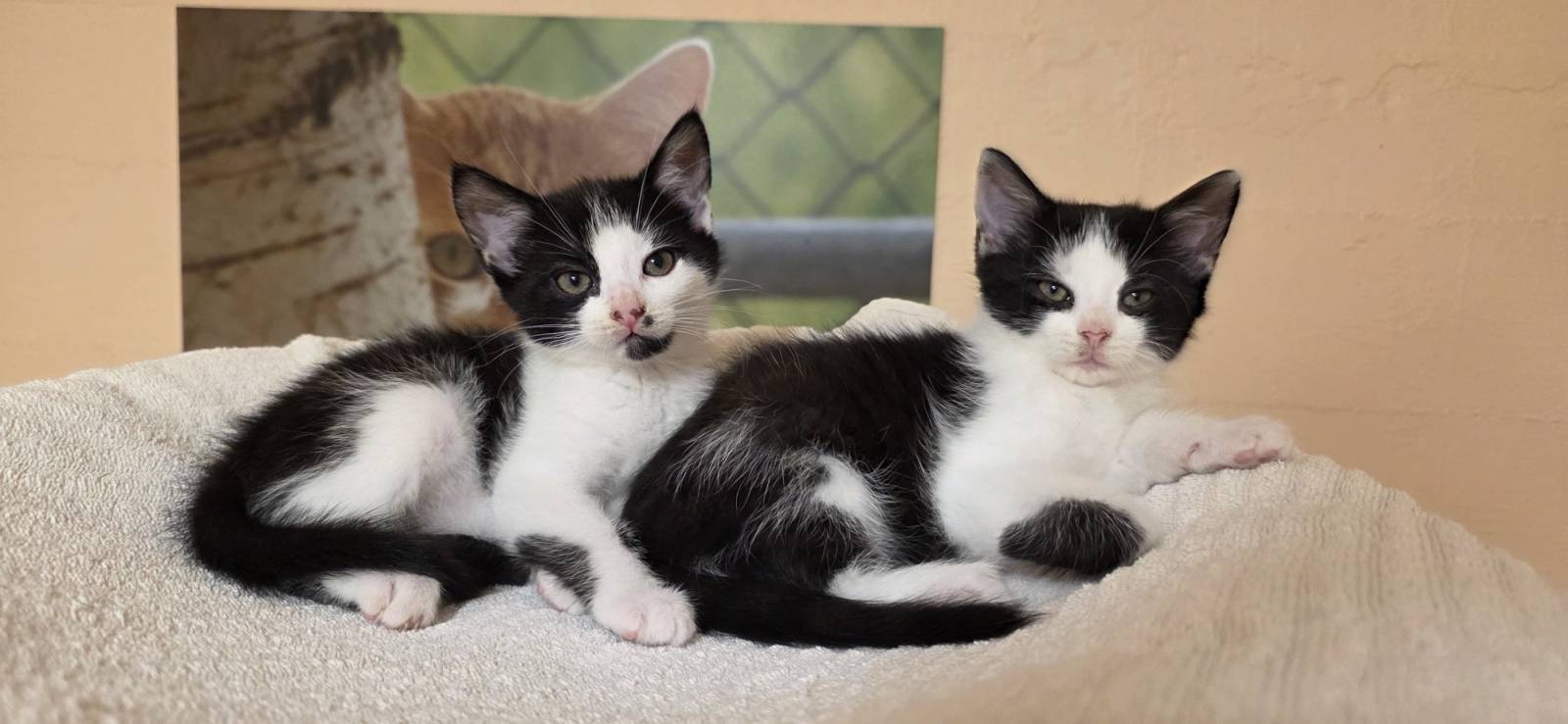 Kalani & Ruby, Hauskatze – Katze zur Adoption in Rümlang (ZH)