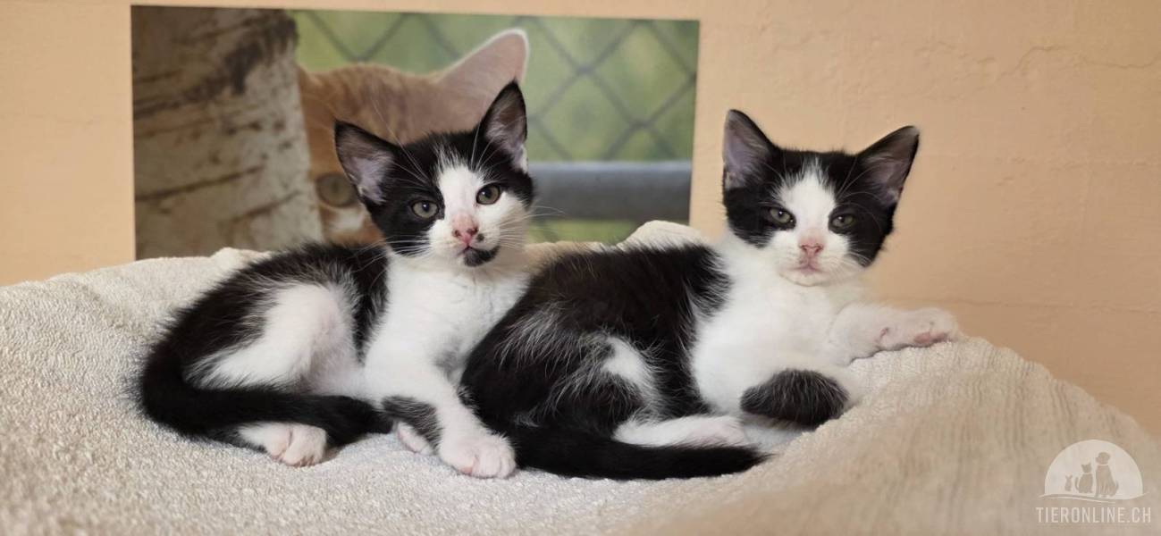 Katzen Schweiz