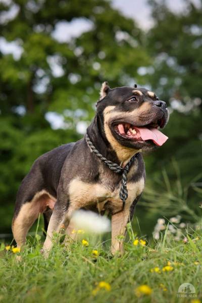 Hunde Schweiz