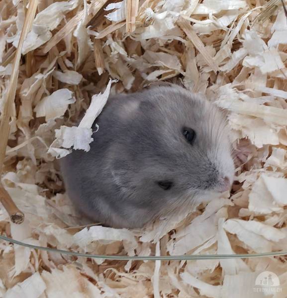 Nagetiere