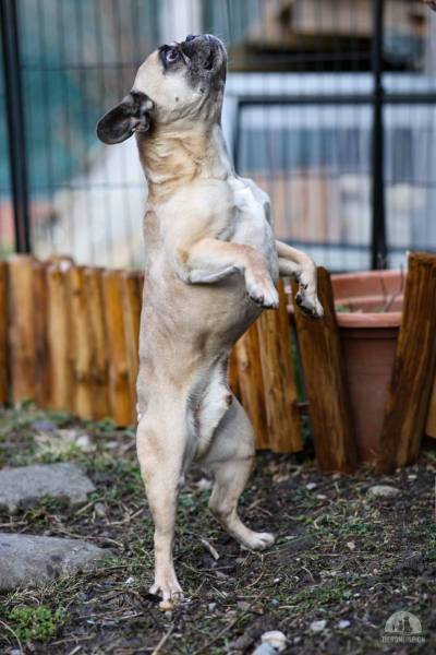 Hunde Schweiz
