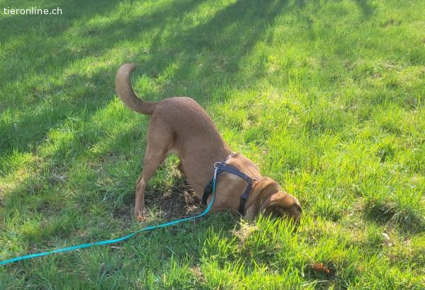 Rodos, Mix – Hund zur Adoption im Kanton St. Gallen