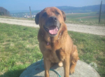 Ältere Tiere die ein Zuhause suchen