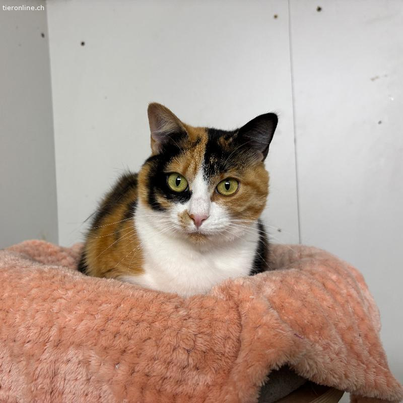 Nava, Hauskatze – Katze zur Adoption in Zürich (ZH)