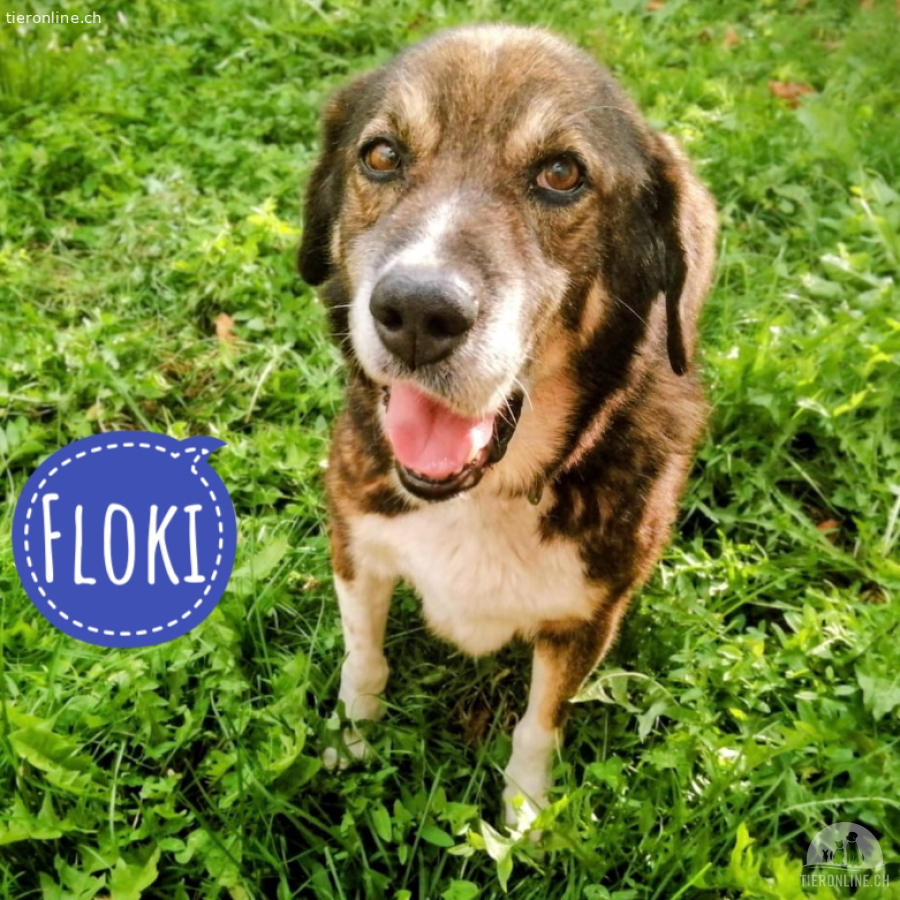 Floki - eine Seele vom Hund