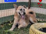 Spencer, Traumfamilienhund