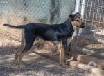 Cooper sucht ein Zuhause auf dem Land