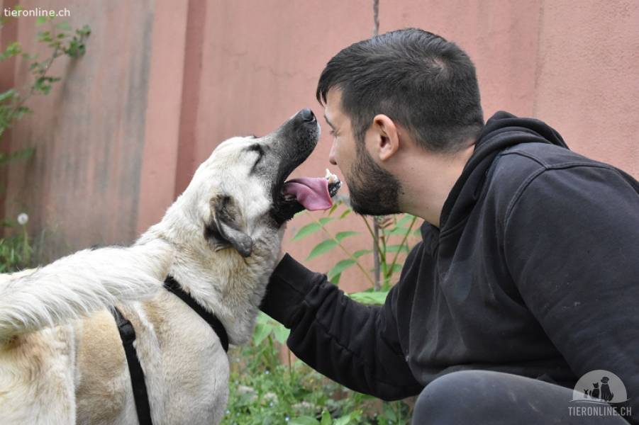 Cameo - ein liebenswerter Hund mit viel Potenzial!