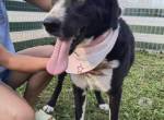 Franky, 3j der ideale Familienhund