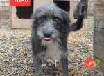 Kiko, Traumhündin sucht Traumfamilie