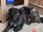 Nero, der Liebenswerte