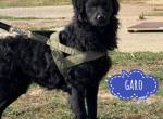 Garo ein schwarzer Herzensbrecher