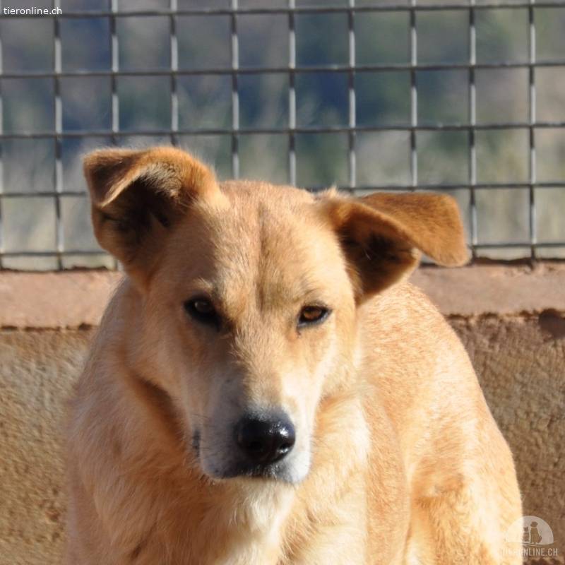 Brisa sucht ein Zuhause mit souveränem Hund