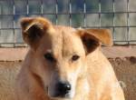 Brisa sucht ein Zuhause mit souveränem Hund