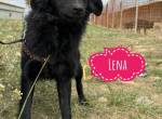 Lena eine feine Hündin