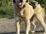 Bailey, grosse Schmusemaus