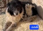 Aslan, lieber Löwe sucht Familie