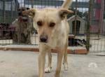 Canela - ist ein neugieriger Hund mit viel Potential