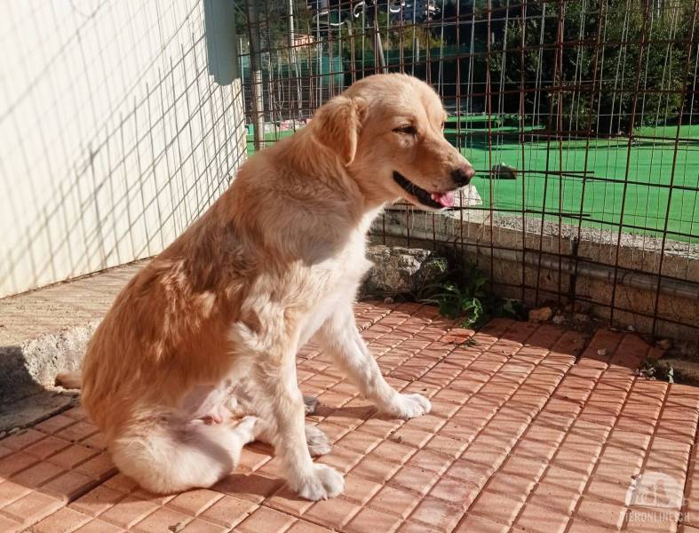 Hunde Ausland