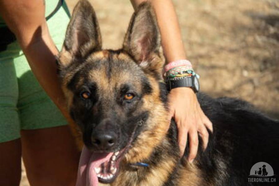 Hunde Ausland