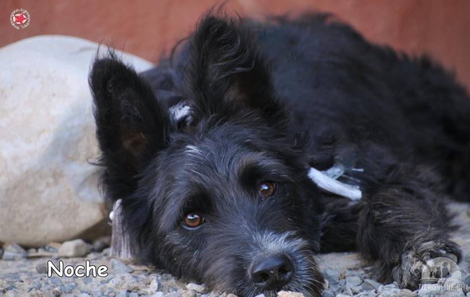 Hunde Deutschland