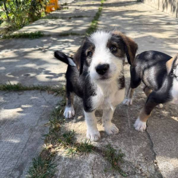 Hunde Ausland