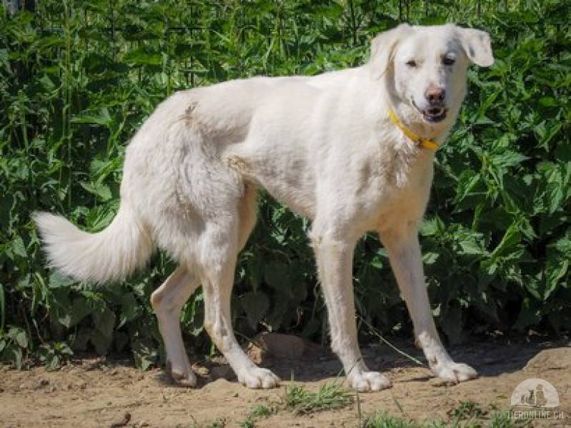 Hunde Ausland