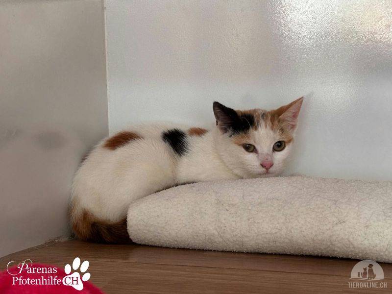 Katzen Ausland