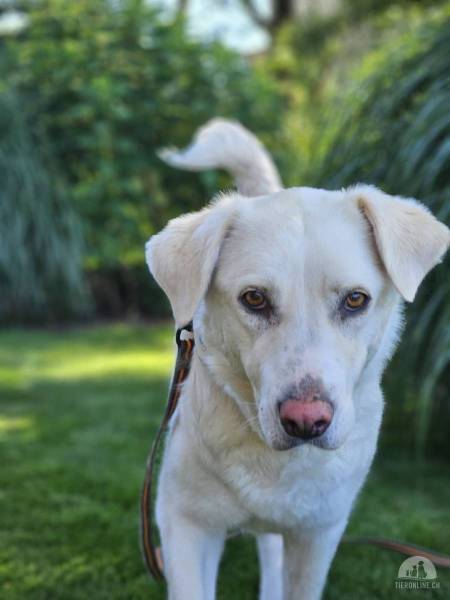 Hunde Schweiz