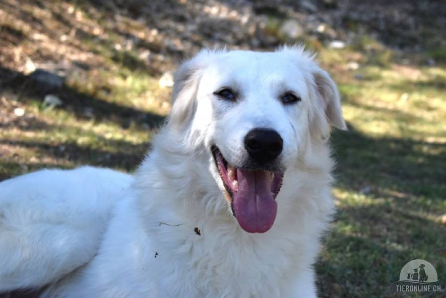 Hunde Ausland