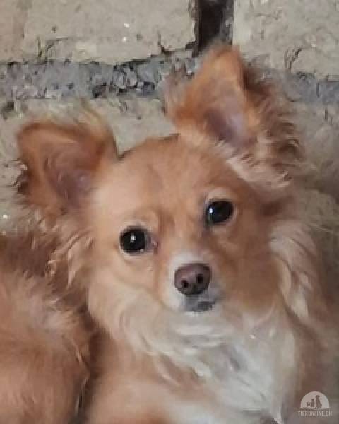 Hunde Ausland
