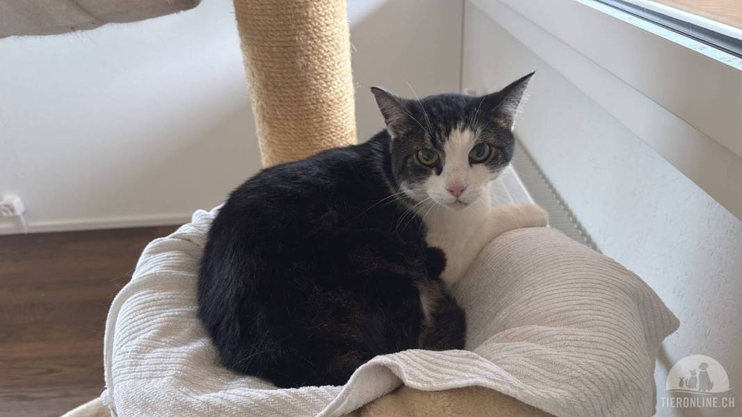 Katzen Schweiz