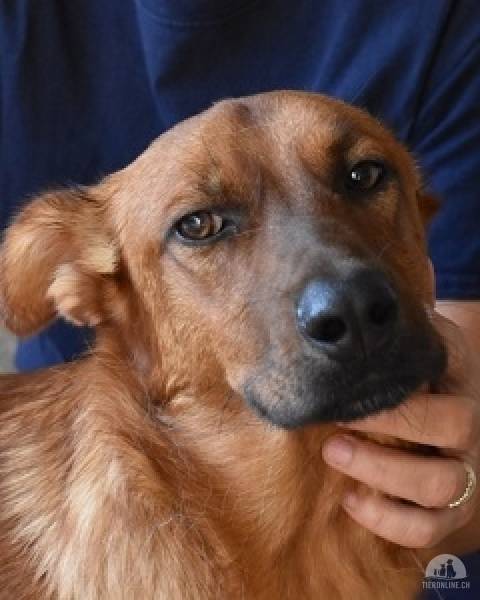 Hunde Ausland