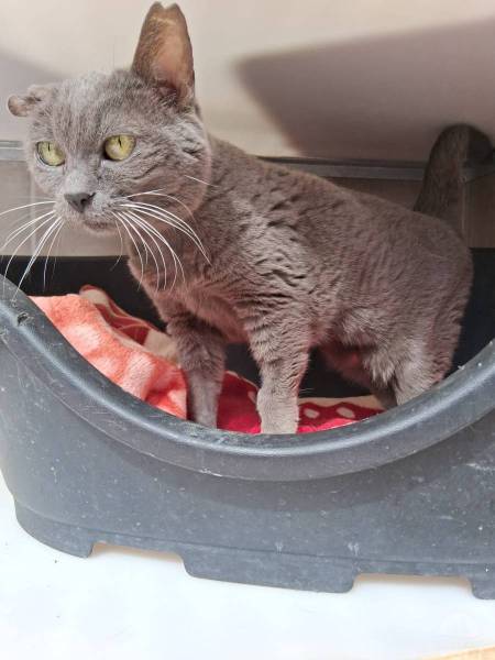Katzen Schweiz