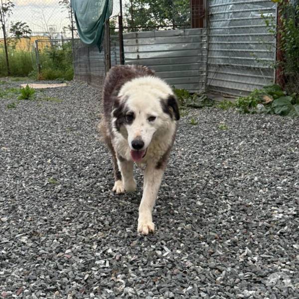 Hunde Ausland