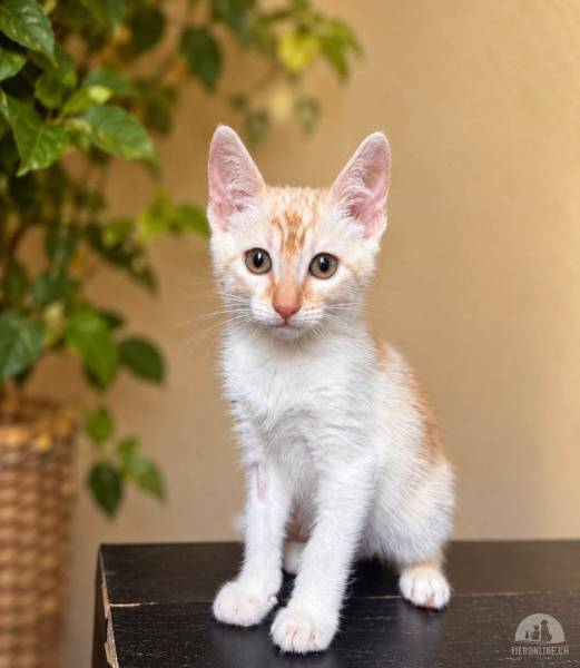 Katzen Ausland