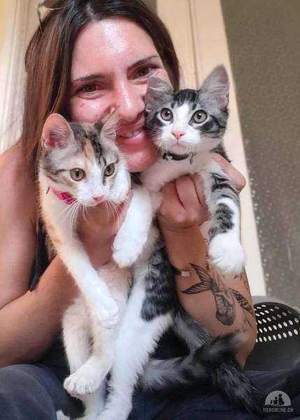 Katzen Ausland