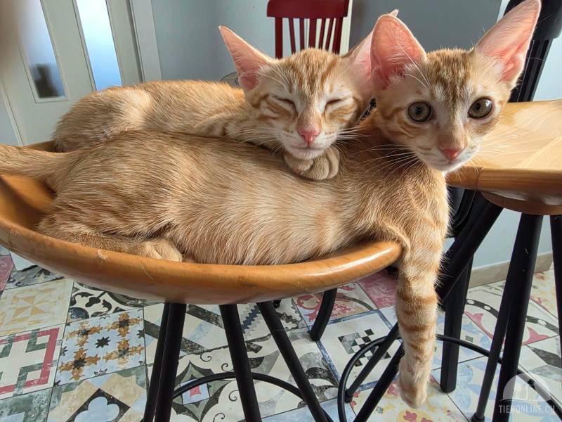 Katzen Ausland