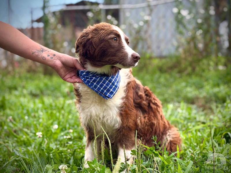 Lola – freundliche junge Hündin, die mit Geduld und Ruhe aufblühen wird
